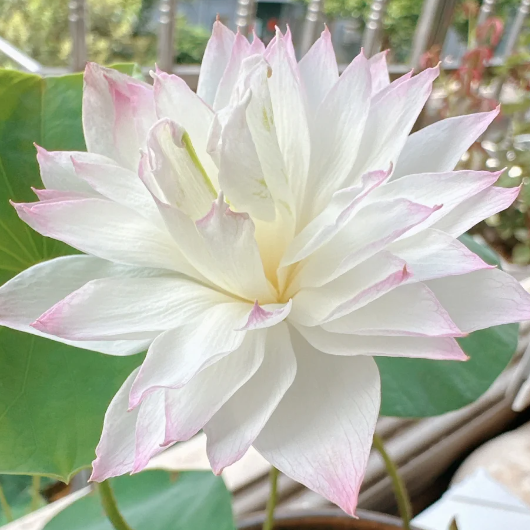 🪷Bowl Lotus: Embracing Zen Through Blossoms-Plantjoyfarm-best selling,Garden Seeds