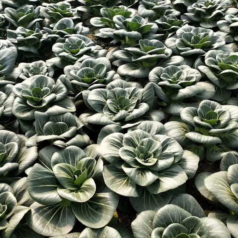Black-leaf Bok Choy Seeds-Plantjoyfarm-Vegetable Seeds,best selling