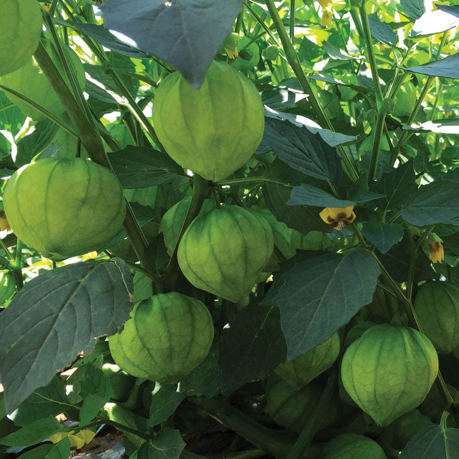 Super Verde Hybrid Tomatillo Seeds-Plantjoyfarm-Garden Seeds