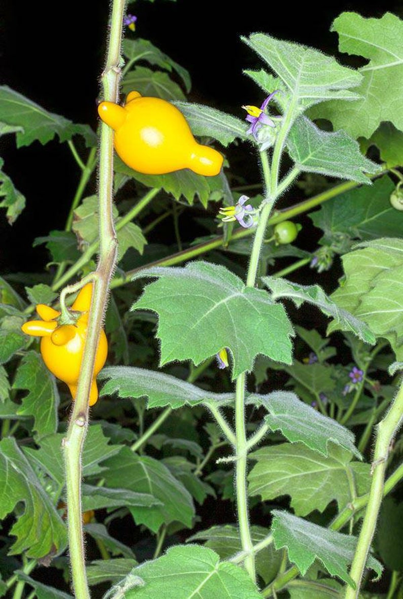 Nipple Fruit Seeds ~ Cow's Udder ~ Titty Fruit ~ Apple of Sodom (Solanum mammosum) ~ Nipplefruit Bizarre Fruit in the Solanum Family-Plantjoyfarm-new,vegetable