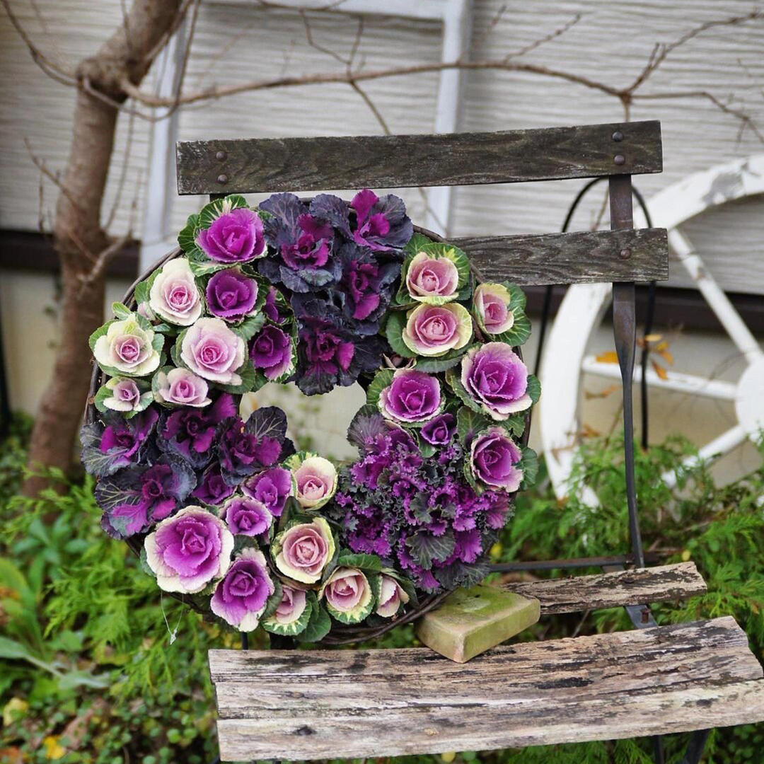 Ornamental Kale Seeds - Mix-Plantjoyfarm-Flower Seeds,Vegetable Seeds