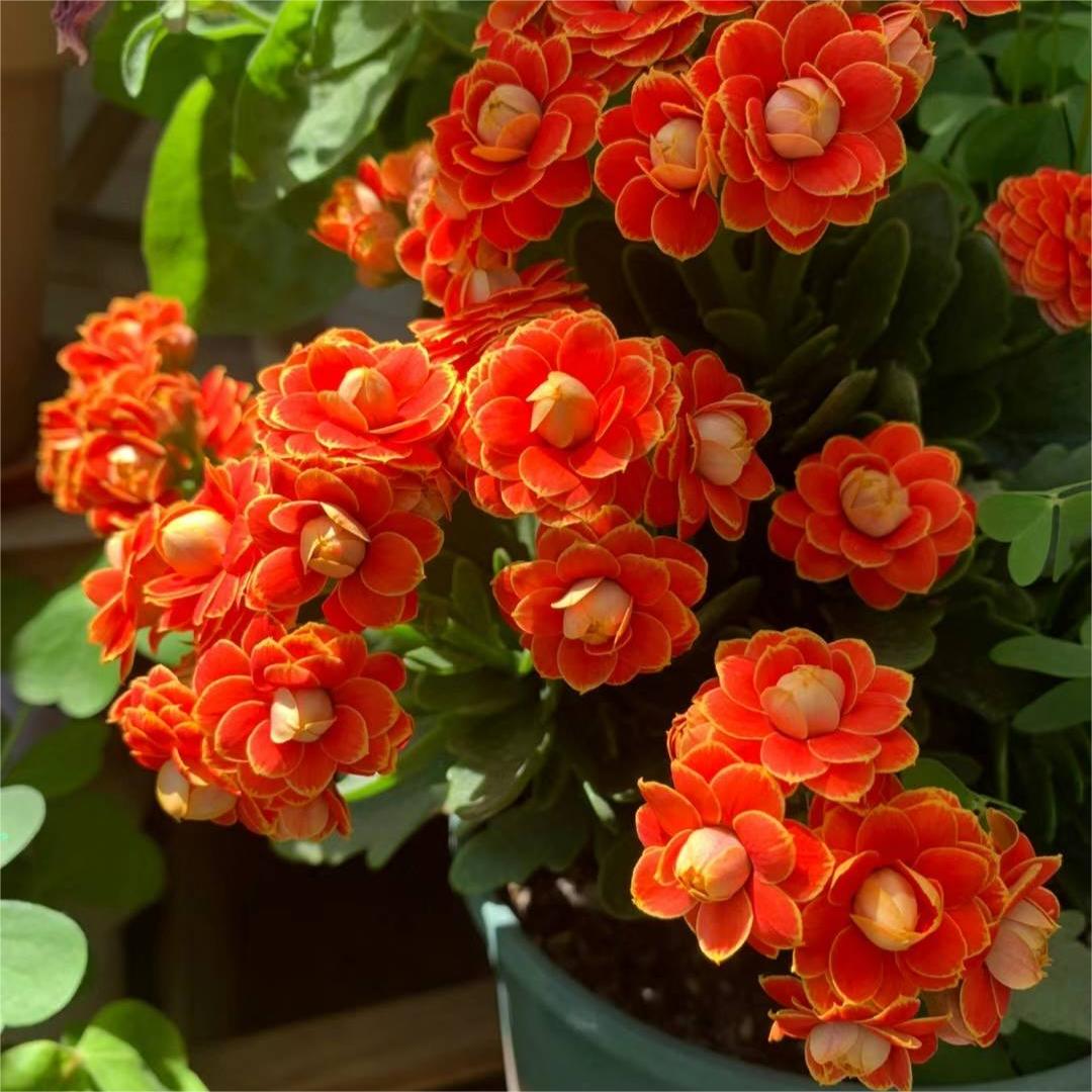 🌺Golden Fox Longevity Flower Seeds—Health And Longevity-Plantjoyfarm-best selling,Garden Seeds