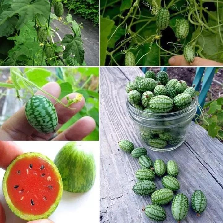 RARE SEEDS THUMB WATERMELON SEEDS-Plantjoyfarm-Fruit Seeds