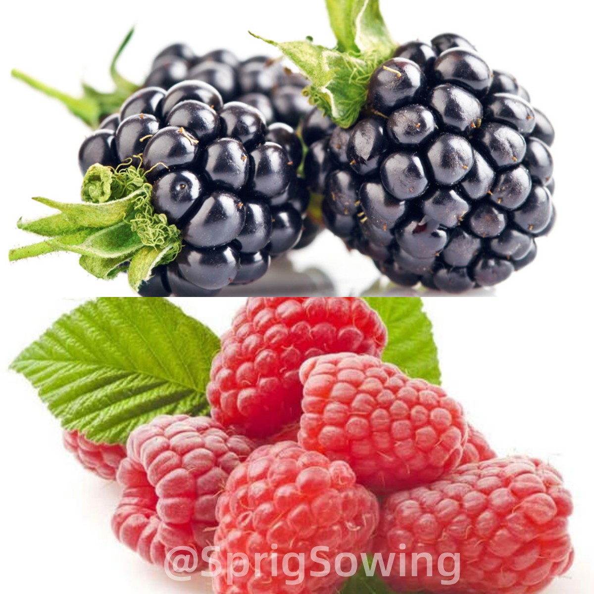 Large Fruited Raspberry Seeds-Plantjoyfarm-