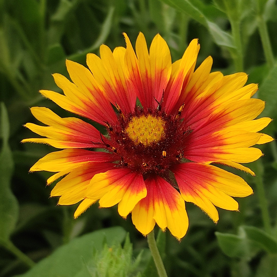 Blanket Flower Seeds-Plantjoyfarm-Flower Seeds