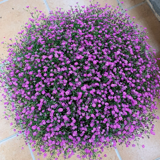 🌟Gypsophila—Sky Full Of Stars-Plantjoyfarm-best selling,Garden Seeds