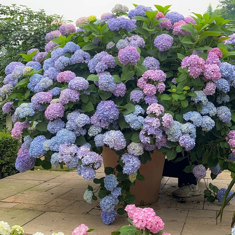 🔥Last Day 49%OFF - Colorful Giant Hydrangea Seeds-Perennial Flower Seeds