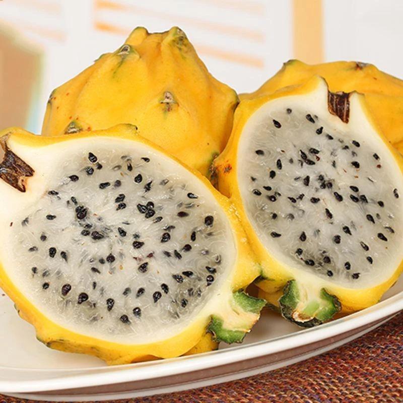 Egrow 50 Pcs/Pack Yellow Pitahaya Seeds Dragon Fruit Hylocereus Undatus Fruit Seeds-Plantjoyfarm-Fruit Seeds