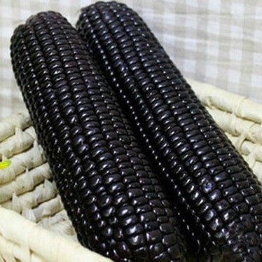 Black Corn Seeds-Organic Maiz Morado-Plantjoyfarm-Vegetable Seeds,best selling