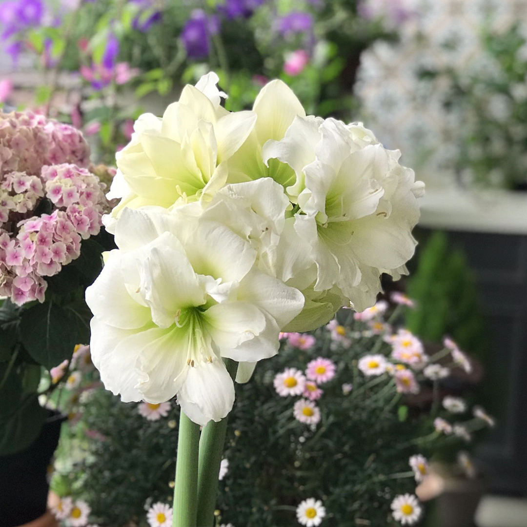 Amaryllis Bulbs - Afrey-Plantjoyfarm-flower bulb,Flower Seeds