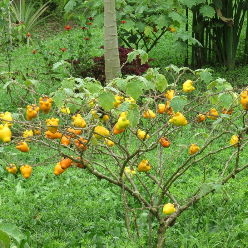 Nipple Fruit Seeds ~ Cow's Udder ~ Titty Fruit ~ Apple of Sodom (Solanum mammosum) ~ Nipplefruit Bizarre Fruit in the Solanum Family-Plantjoyfarm-new,vegetable