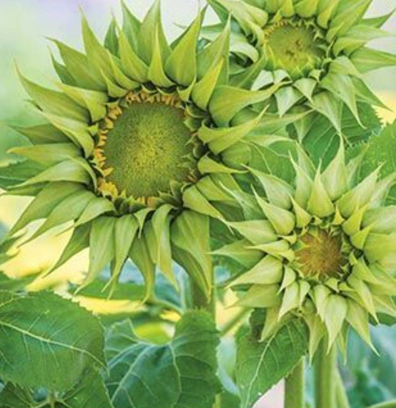 Green sunflowers, sunflower seeds,-Plantjoyfarm-Garden Seeds,Sunflower Seeds,best selling