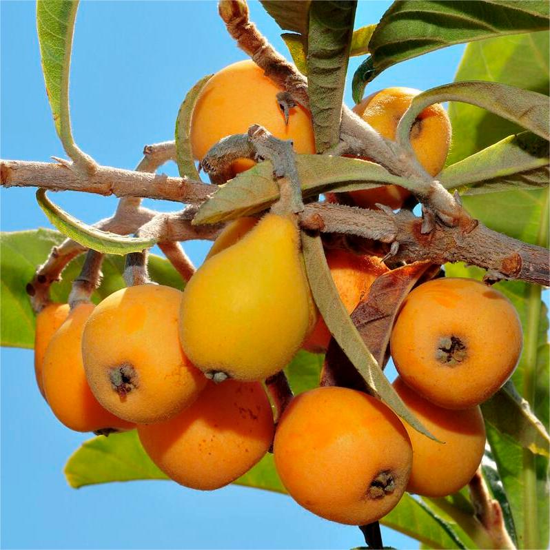 Five-star Loquat Seeds-Plantjoyfarm-