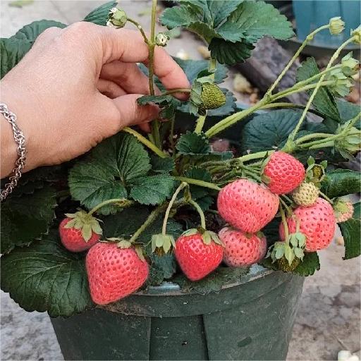 PEACH LAVENDER STRAWBERRY SEEDS (PEACH FLAVOR)-Plantjoyfarm-