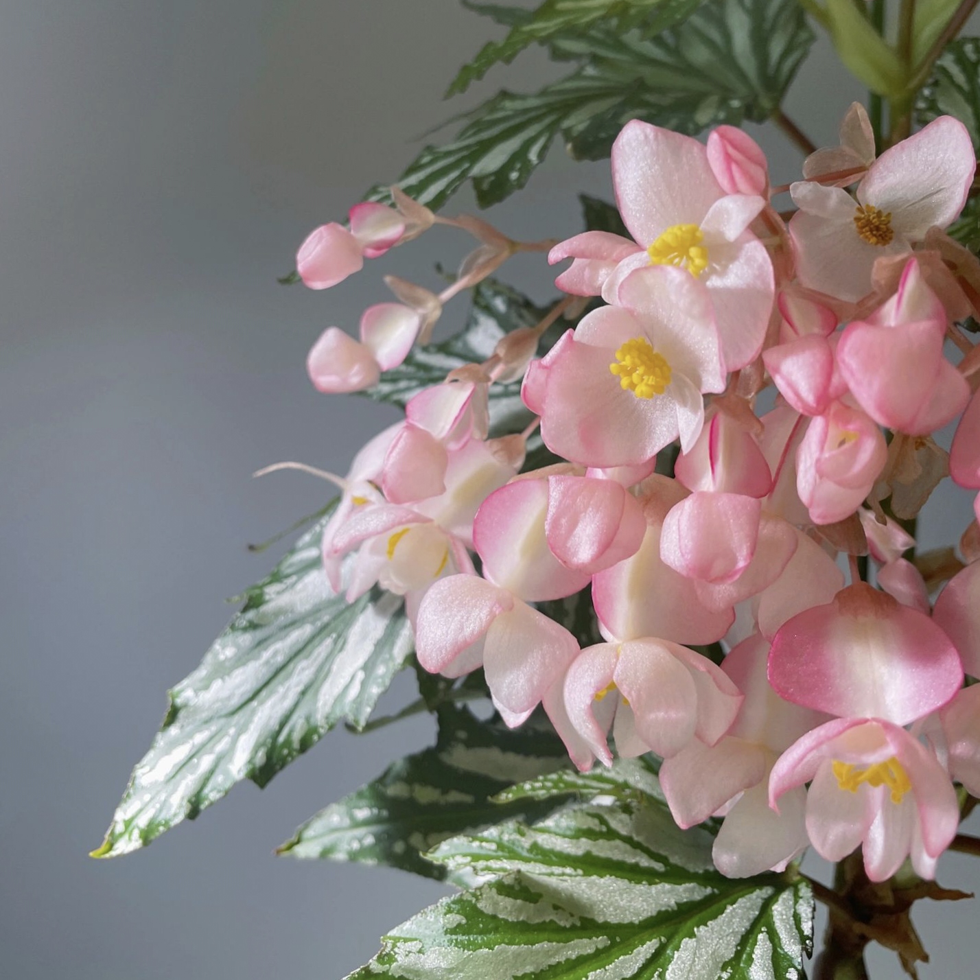 Begonia Aconitifolia-Plantjoyfarm-Flowers Seeds,Garden Seeds,best selling