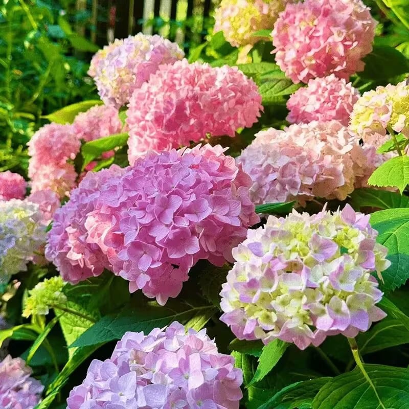 🔥Last Day 49%OFF - Colorful Giant Hydrangea Seeds-Perennial Flower Seeds