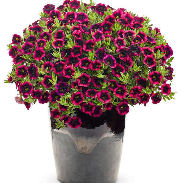 Blackberry Punch Calibrachoa Flower Seeds-Plantjoyfarm-Petunia,Garden Seeds,best selling