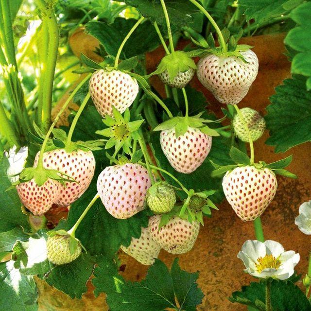 1 Bag Rare Milk Strawberry Seeds-Plantjoyfarm-Fruit Seeds,best selling