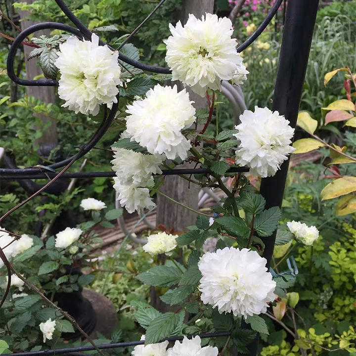 Blanc Double-Blossom de Coubert Seeds-Plantjoyfarm-Flower Seeds,Garden Seeds,best selling
