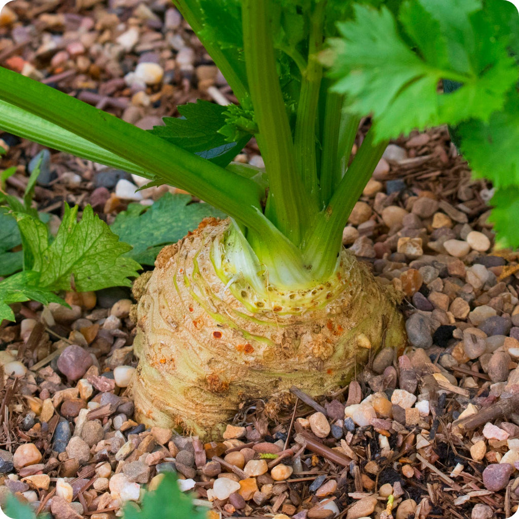 Celeriac Seeds Celery Root Seeds-Plantjoyfarm-Vegetable Seeds,best selling