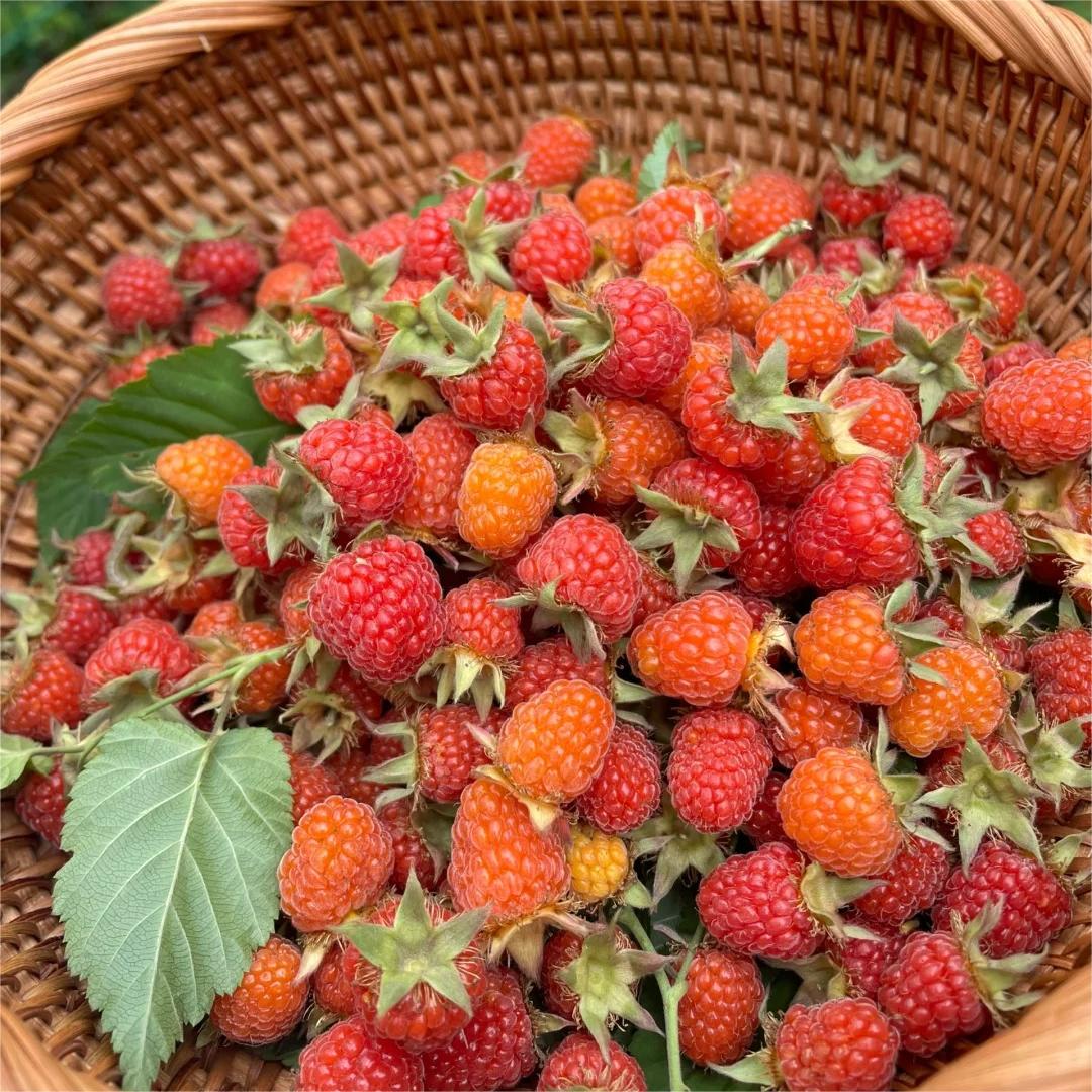Large Fruited Raspberry Seeds-Plantjoyfarm-