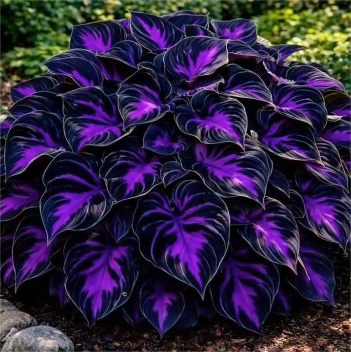 🔥2025 Garden Must-Have🌾 Perennial Coleus Ornamental Grass Seeds🌱