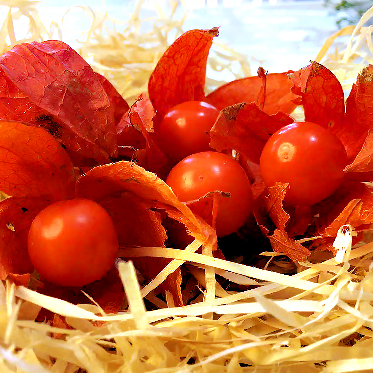 Creamy Maiden Fruit Seeds-Plantjoyfarm-