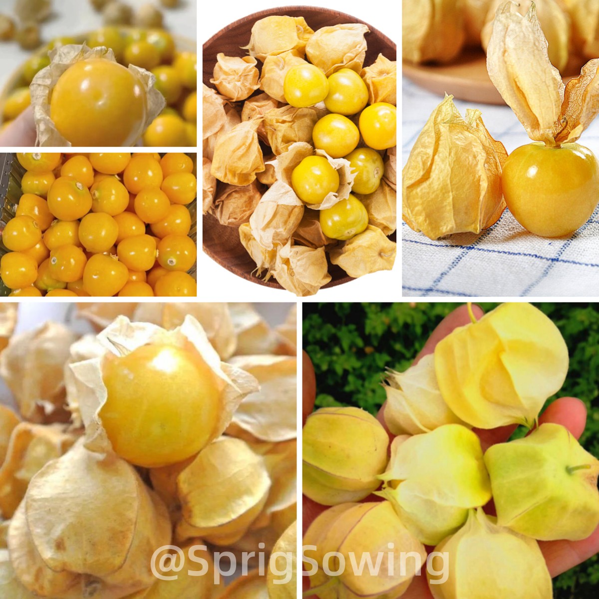 Creamy Maiden Fruit Seeds-Plantjoyfarm-