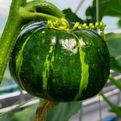 Beibei Pumpkin Seeds-Plantjoyfarm-Vegetable Seeds,best selling