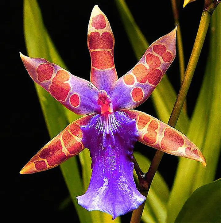 Rare Orchid Seed Flower Seeds-Plantjoyfarm-Flower Seeds,Garden Seeds,best selling