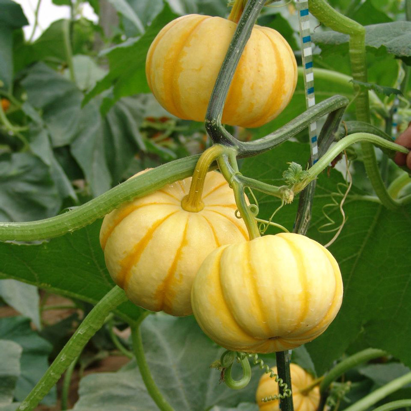 Yellow Beibei Pumpkin Sweet Glutinous BeiBei Mini Chestnut Pumpkin Seeds-Plantjoyfarm-Vegetable Seeds,best selling