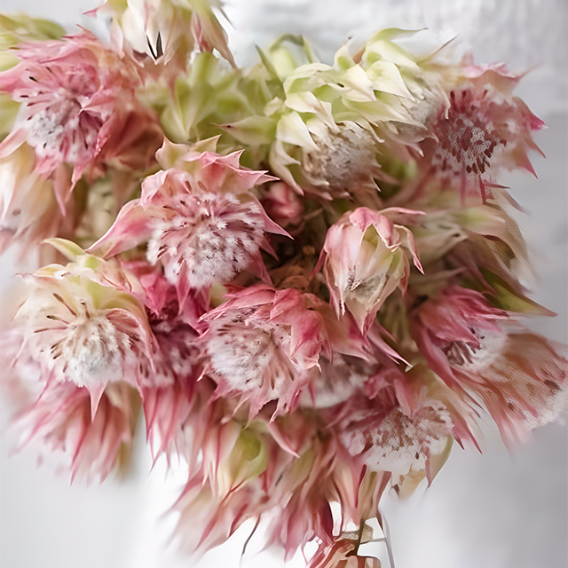 Rare Serruria florida Seeds - Blushing Bride-Plantjoyfarm-Flowers Seeds,Garden Seeds,best selling