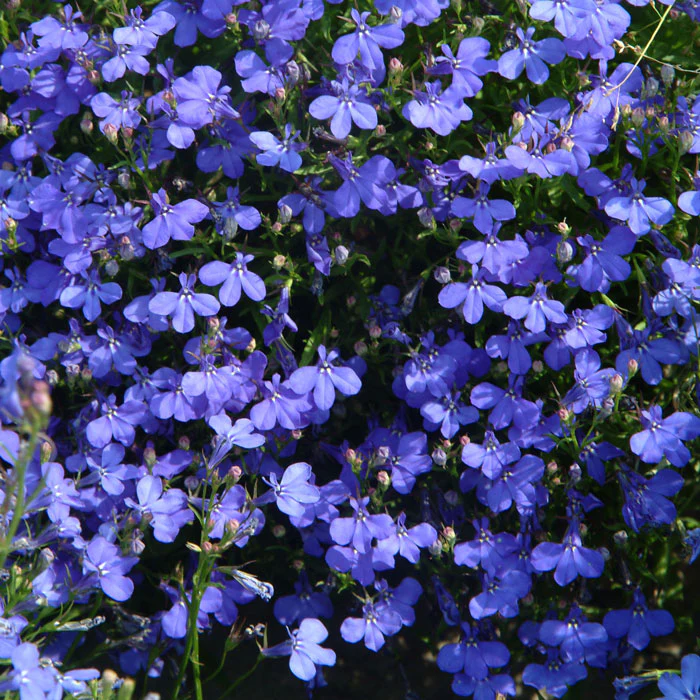 Lobelia Seeds - One of the best edging plants-Plantjoyfarm-Garden Seeds,Flowers Seeds,best selling