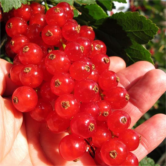 Multicolor Gooseberry Seeds-Plantjoyfarm-Fruit Seeds