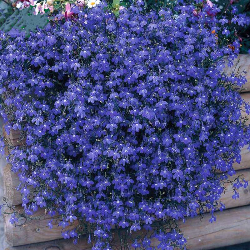 Lobelia Seeds - One of the best edging plants-Plantjoyfarm-Garden Seeds,Flowers Seeds,best selling