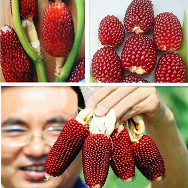 Egrow 50Pcs/Pack Jackfruit Strawberry Seeds Garden Plants Fruit Seeds-Plantjoyfarm-Gardening,home and garden,Seeds,vegetable