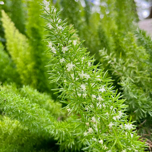 🦊Fox Tail-Plantjoyfarm-best selling,Garden Seeds