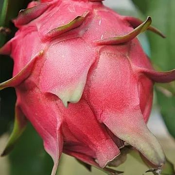 Multi-colored Dragon Fruit Seeds-Plantjoyfarm-Fruit Seeds,best selling