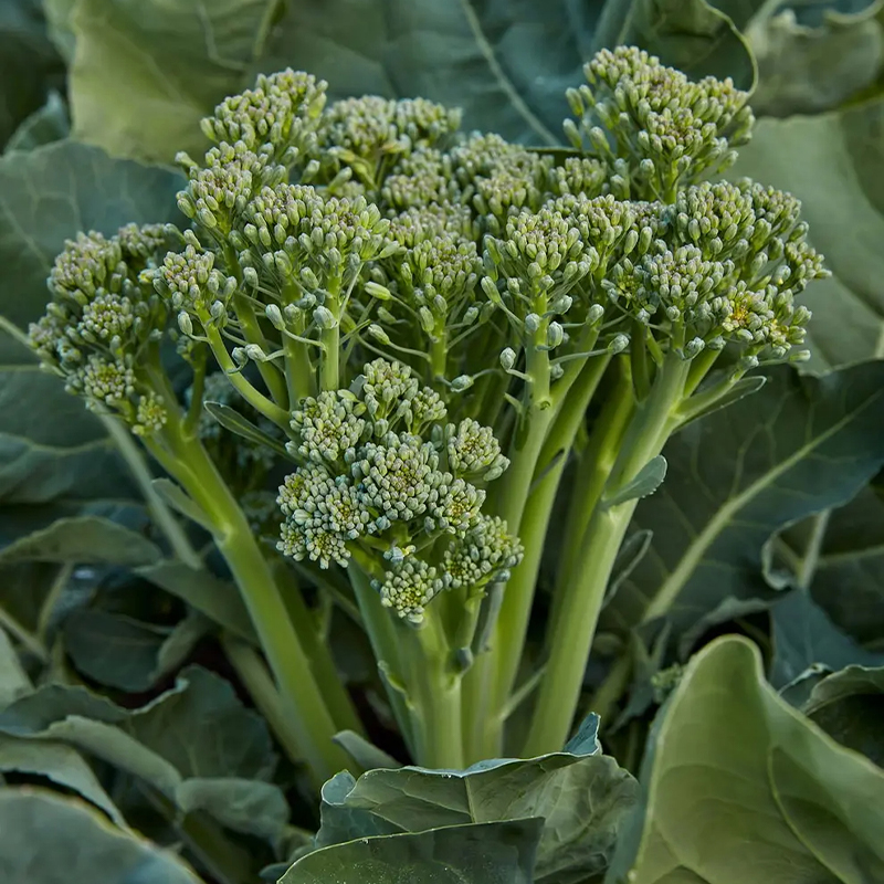 Broccoli Seeds (Organic) - Aspabroc F1-Plantjoyfarm-Vegetable Seeds,vegetables,best selling