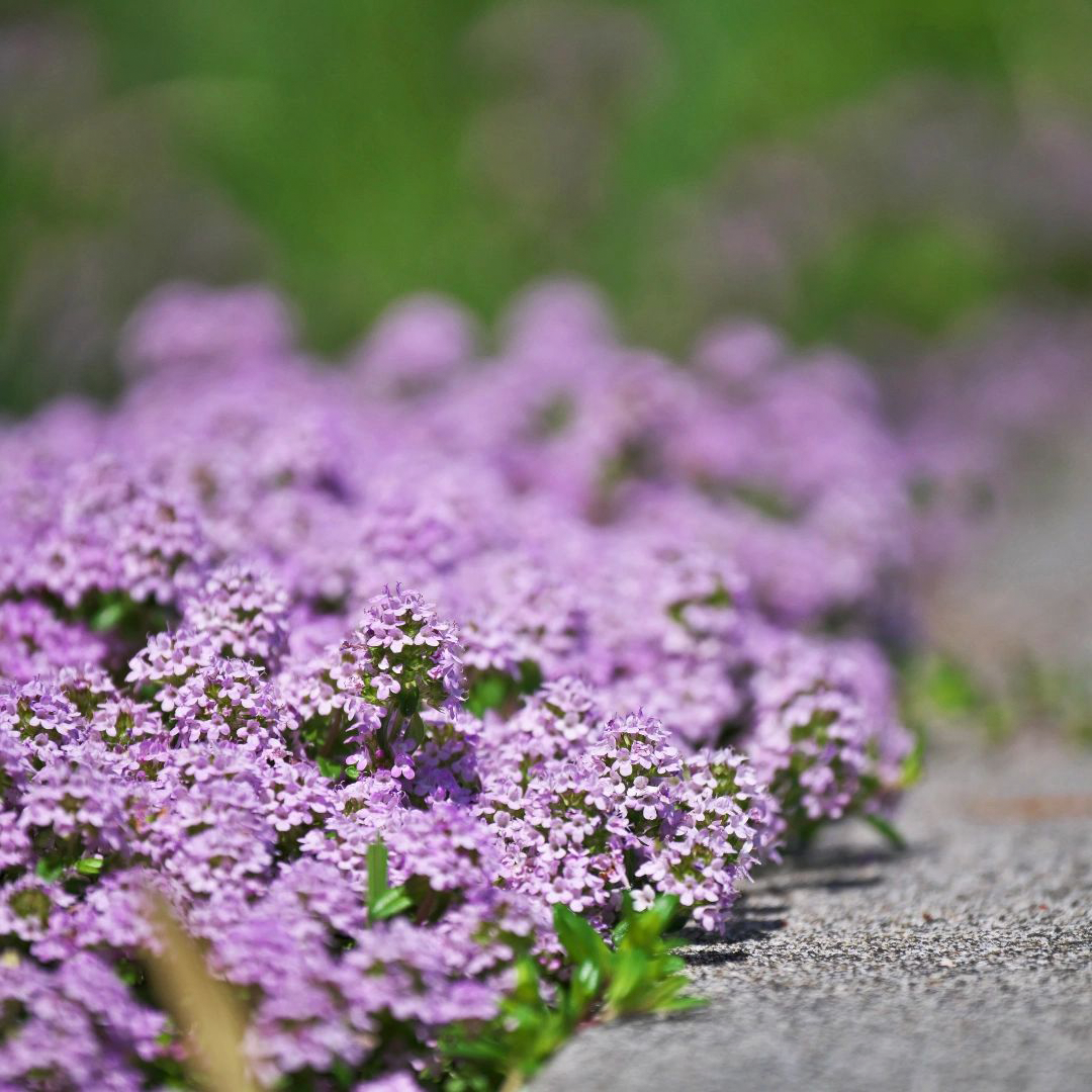 Creeping Thyme Seeds-Plantjoyfarm-Flower Seeds