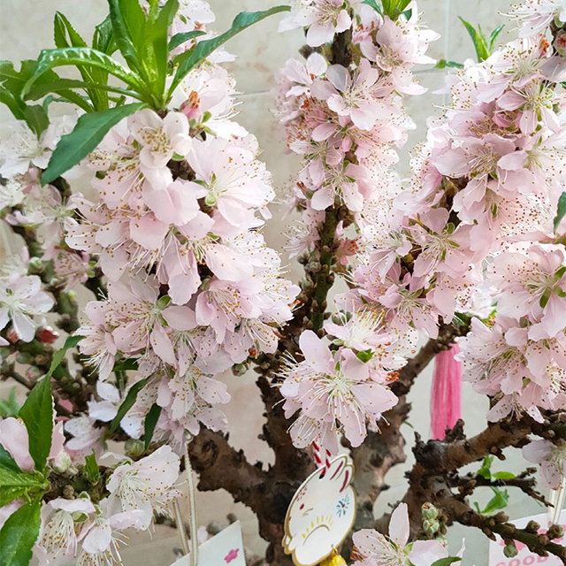 Peach Blossom Bonsai Houseplant Seeds-Plantjoyfarm-Garden Seeds,Fruit Seeds,best selling