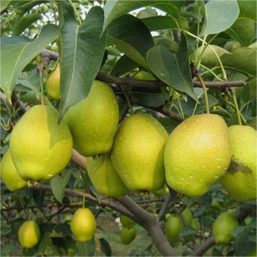 Korla Fragrant Pear Seeds-Plantjoyfarm-
