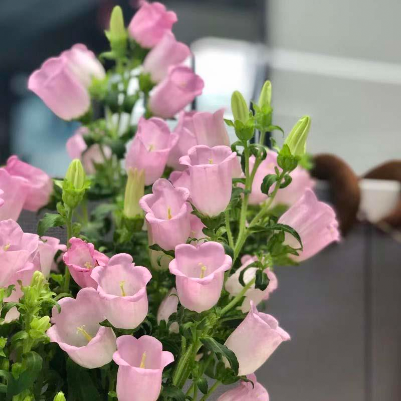 1000 Pcs Bellflower Seeds/Canterbury Bells Seeds-Plantjoyfarm-Flower Seeds