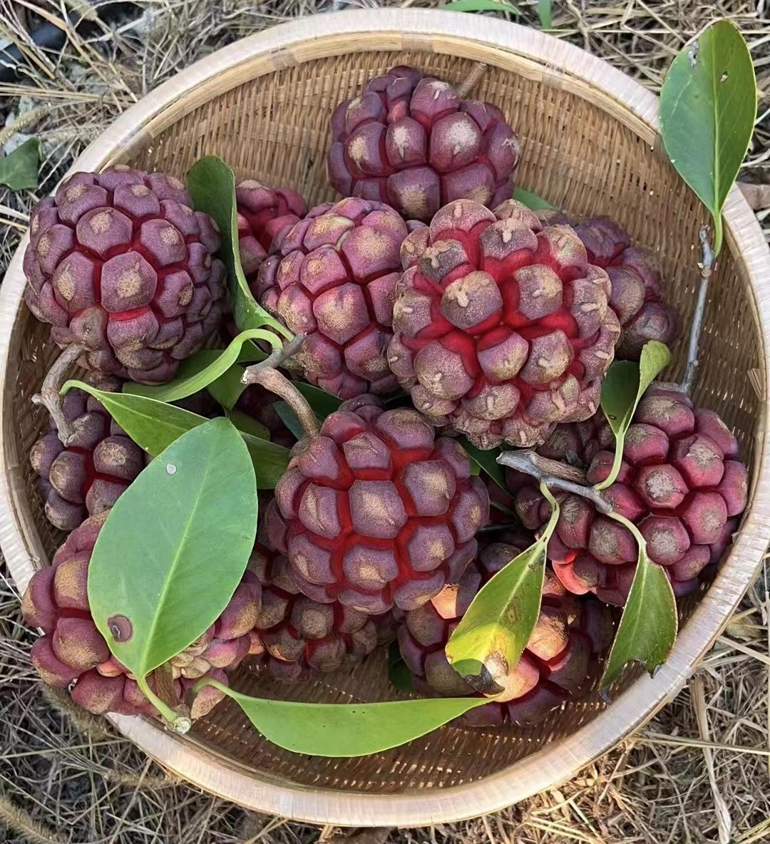 Black Tiger Seeds | Devil Fruit-Plantjoyfarm-Fruit Seeds,best selling