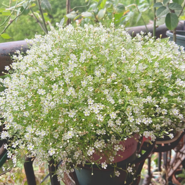 🌟Gypsophila—Sky Full Of Stars-Plantjoyfarm-best selling,Garden Seeds