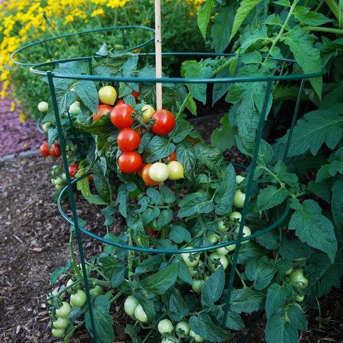 Tempting Tomatoes - Goodhearted-Plantjoyfarm-Fruit Seeds