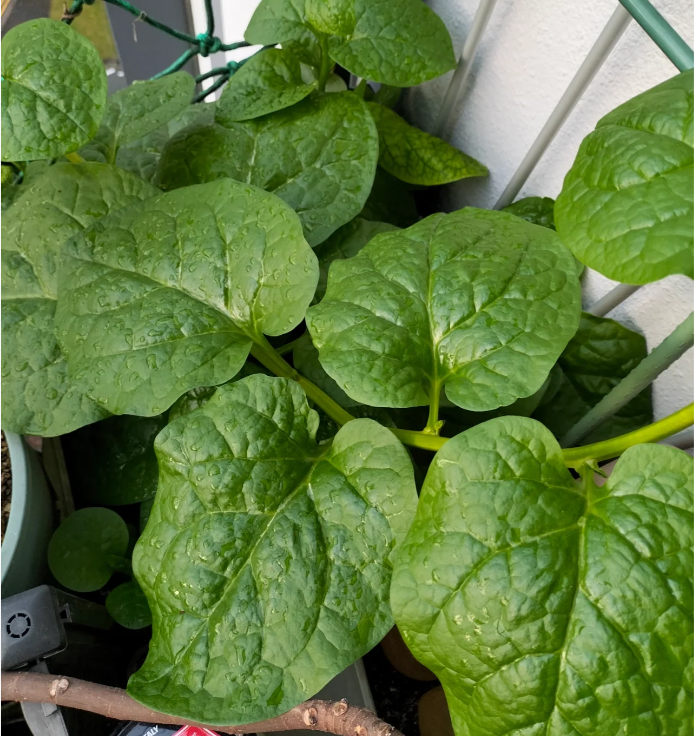 Basella Alba Seeds-Plantjoyfarm-Vegetable Seeds,best selling