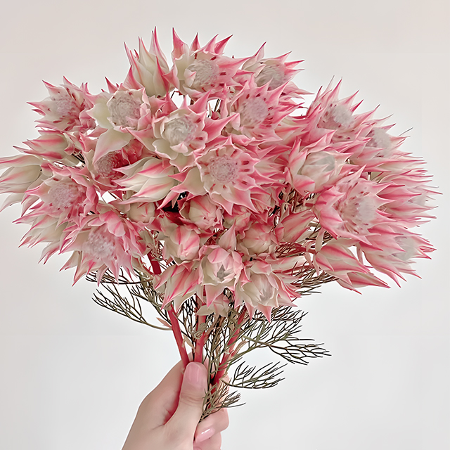 Rare Serruria florida Seeds - Blushing Bride-Plantjoyfarm-Flowers Seeds,Garden Seeds,best selling
