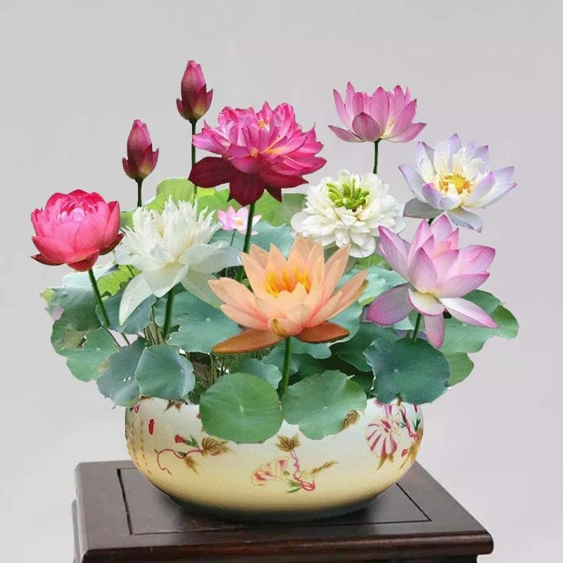 🔥【7 days germination】Last Day Sale - 50% OFF💐The Sacred Bonsai Bowl Lotus Flower-Plantjoyfarm-