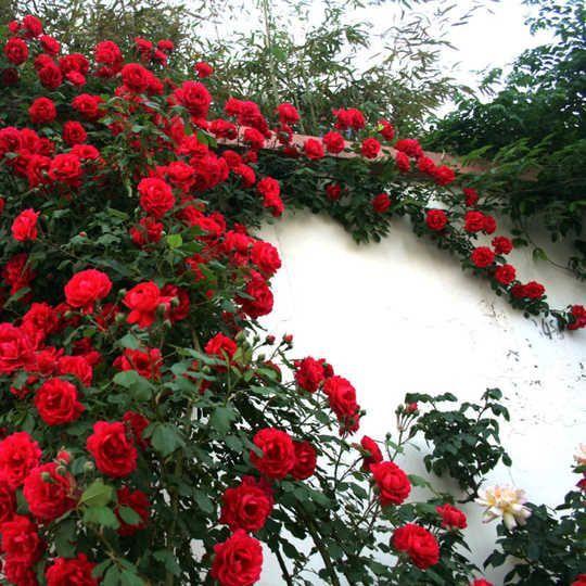 100pcs/Bag Climbing Rose Seeds-Plantjoyfarm-Climbing Rose,Flower Seeds,Garden Seeds,Rose seeds,best selling